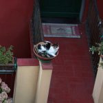 gattina in vaso