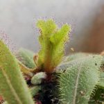 drosera adelae