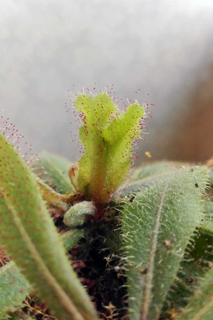 drosera adelae