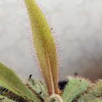 foglia drosera adele