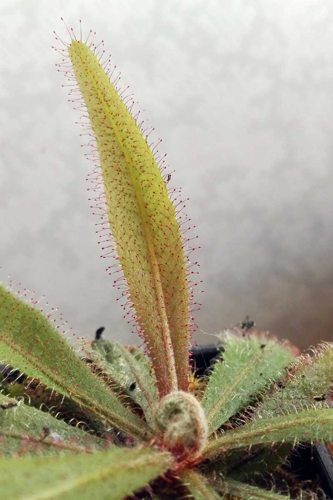 foglia drosera adele