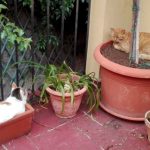 gatte in vasi di piante