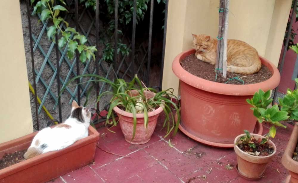 gatte in vasi di piante