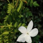 gelsomino fiore bianco