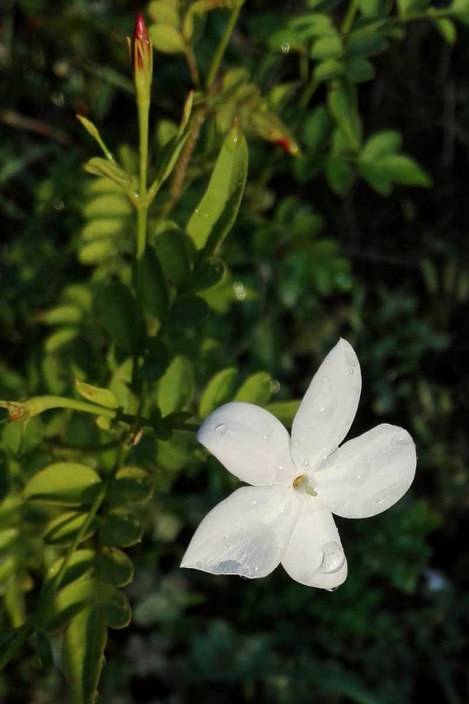 gelsomino fiore bianco