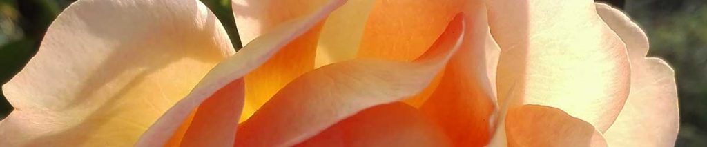 lady shalott rosa