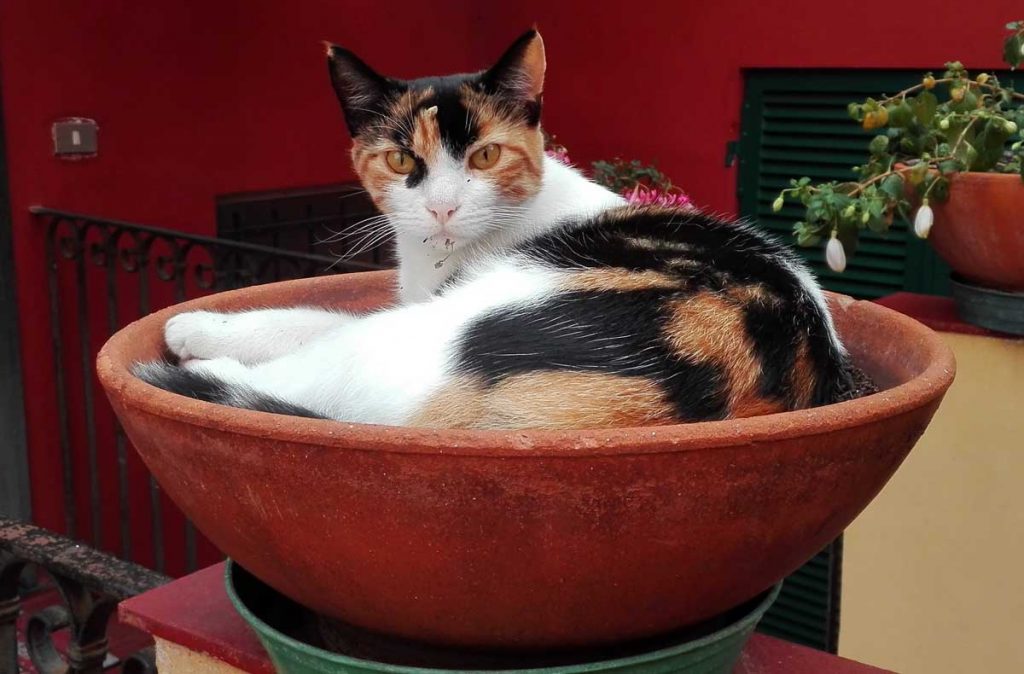 gatta in vaso