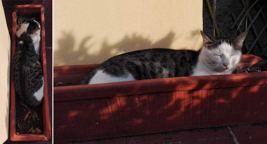 gatto nel vaso
