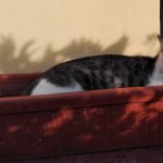 gatto nel vaso