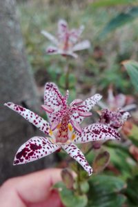 orchidea