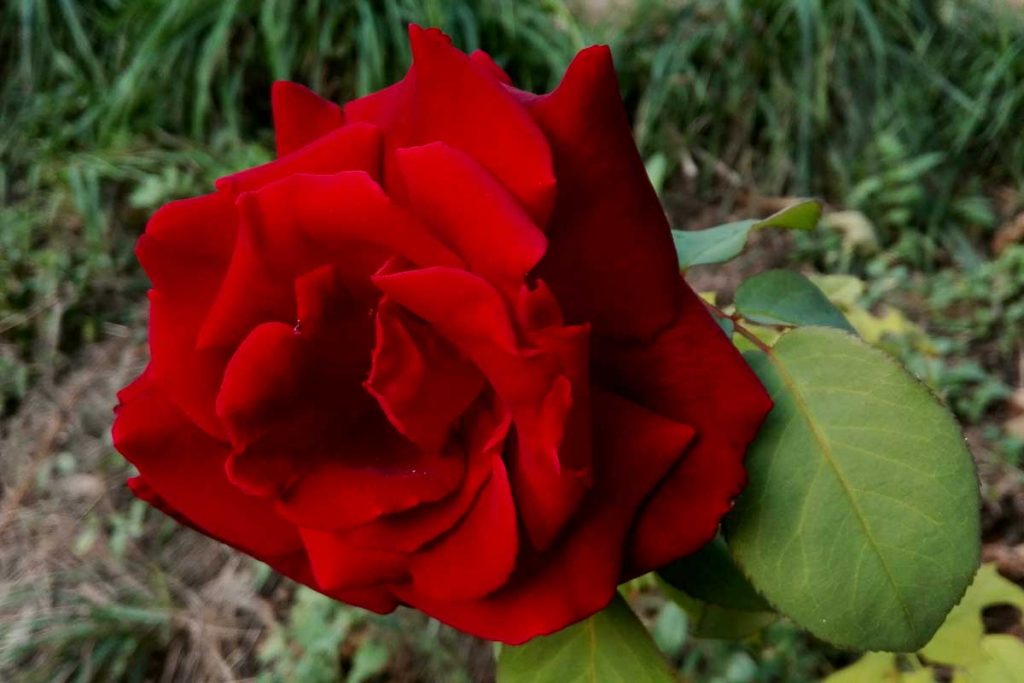 rosa rossa