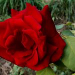 rosa rossa