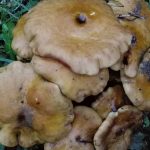 funghi