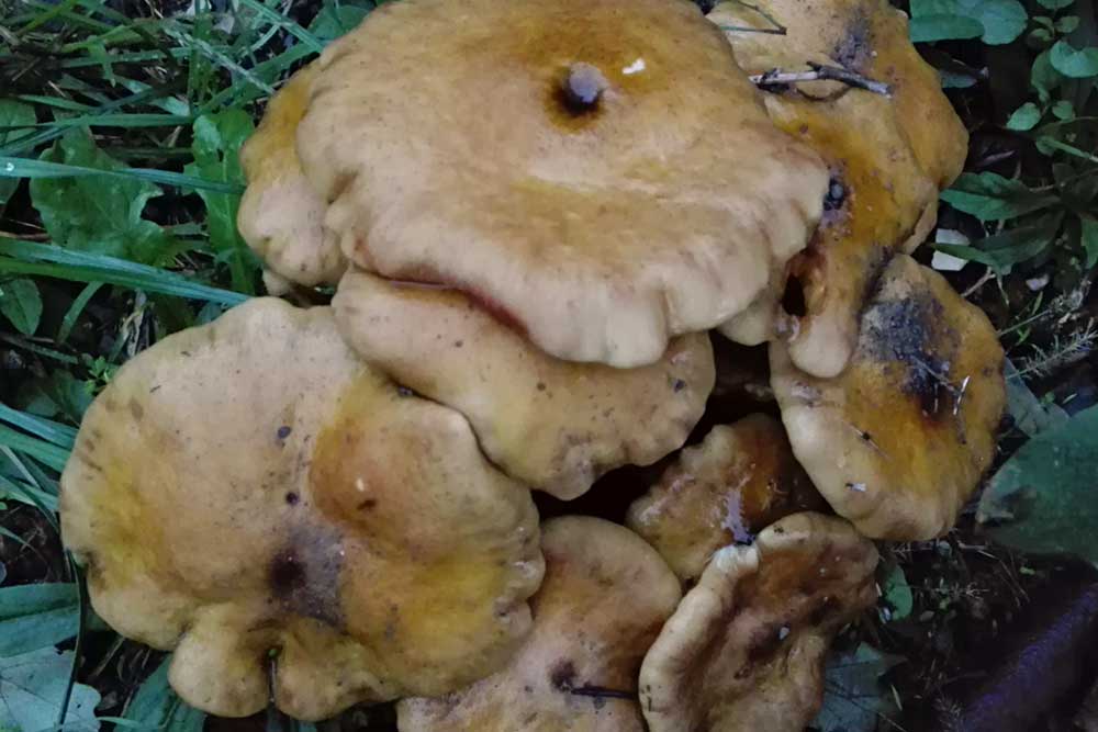 funghi