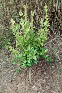 limone mara