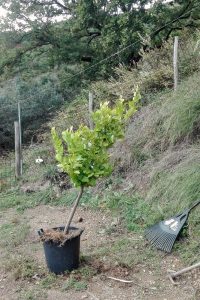 limone zia mara