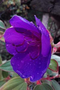 tibouchina