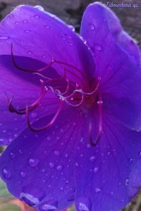 tibouchina particolare del fiore