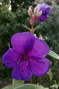 tibouchina