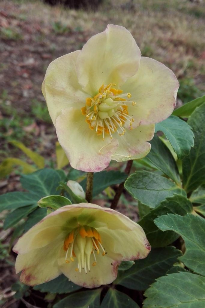 elleboro fiori