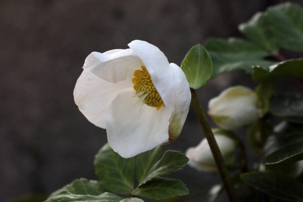 elleboro bianco