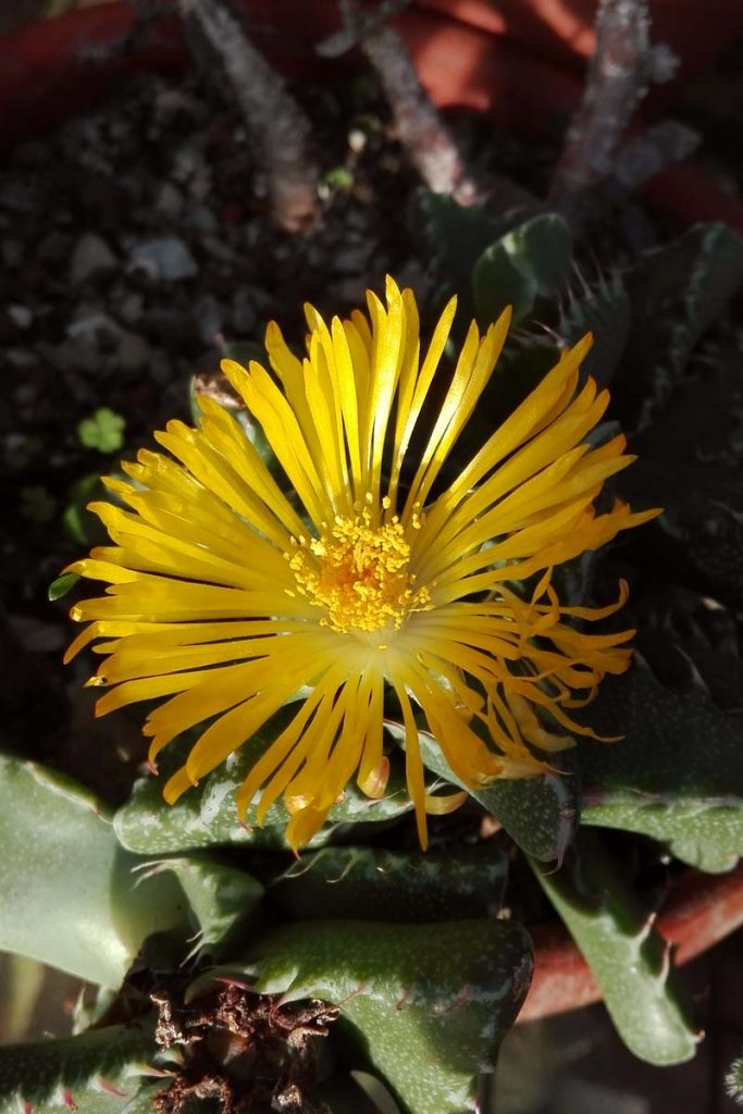 faucaria fiore