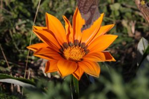 gazania fiore