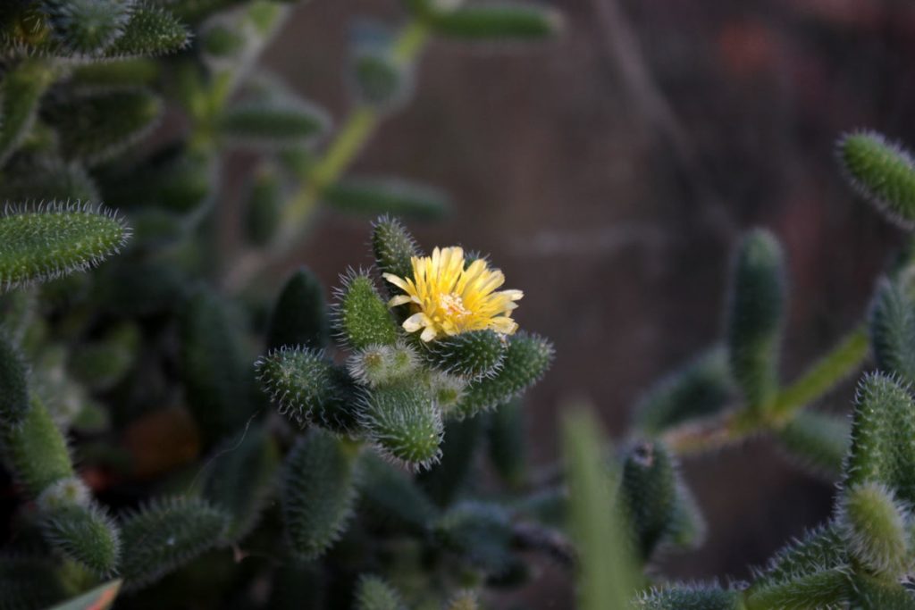 delosperma