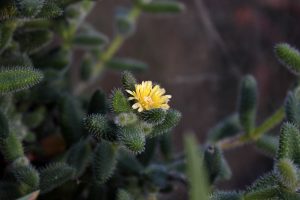delosperma