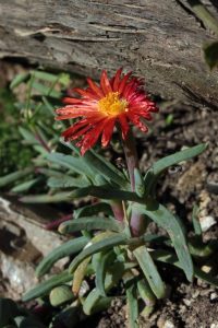 fiore succulenta