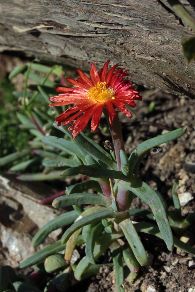 fiore succulenta