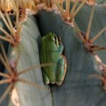 hyla raganella