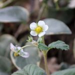 fragole gennaio