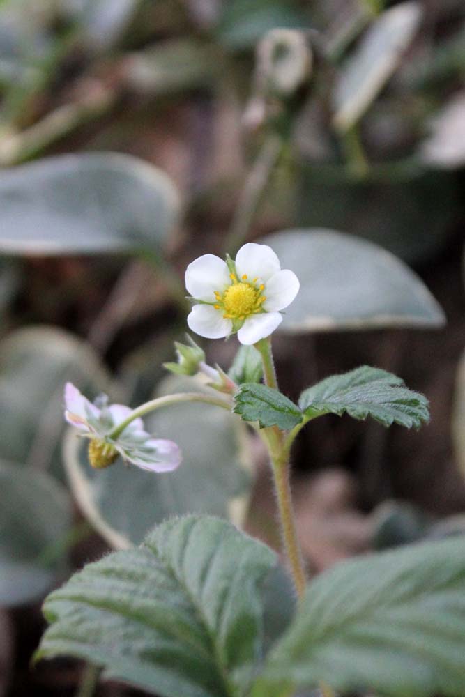 fragole gennaio
