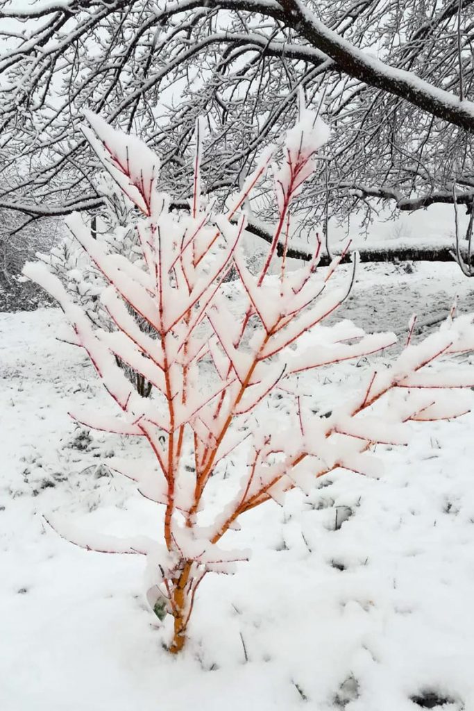 neve acero