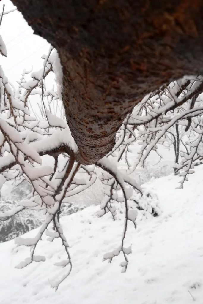 neve gelso