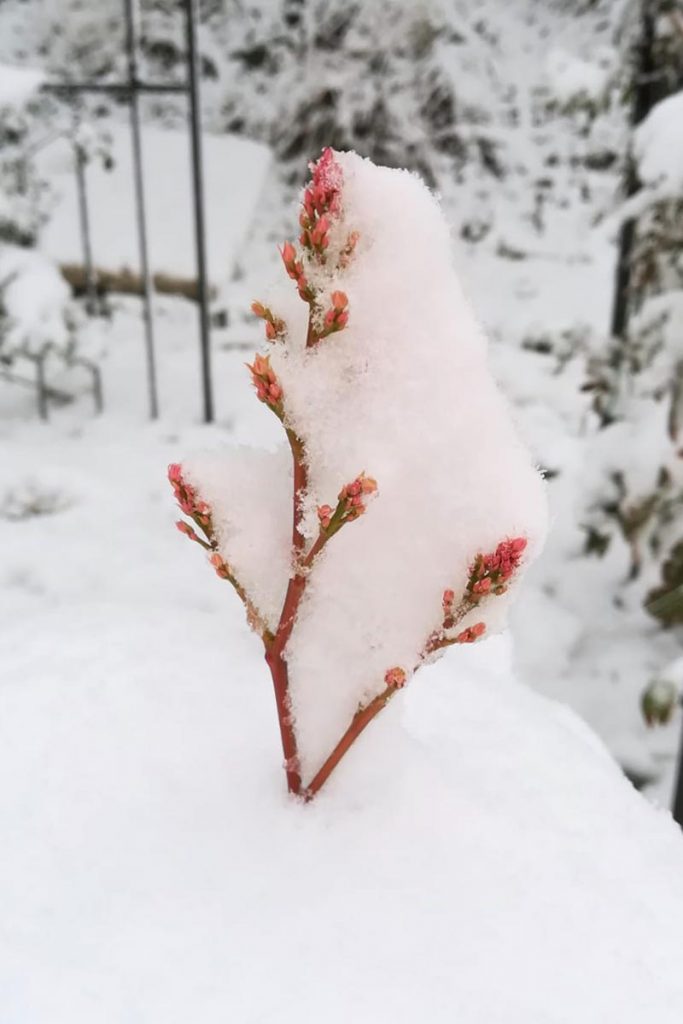 neve nandina