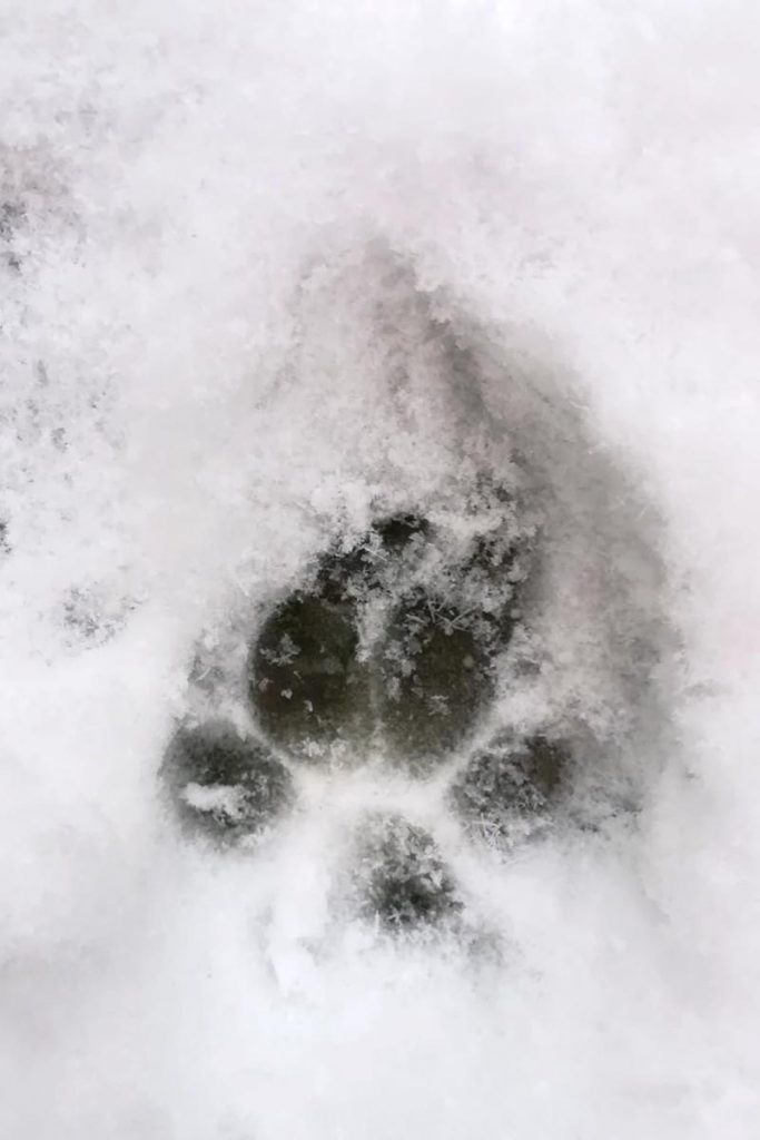 orma neve