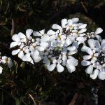 iberis sempervirens