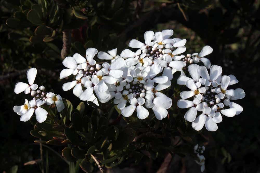 iberis sempervirens