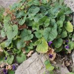 violette fiori