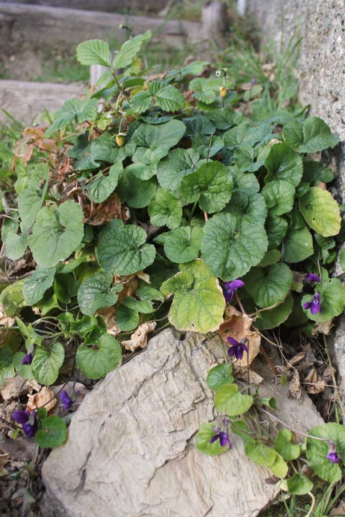 violette fiori