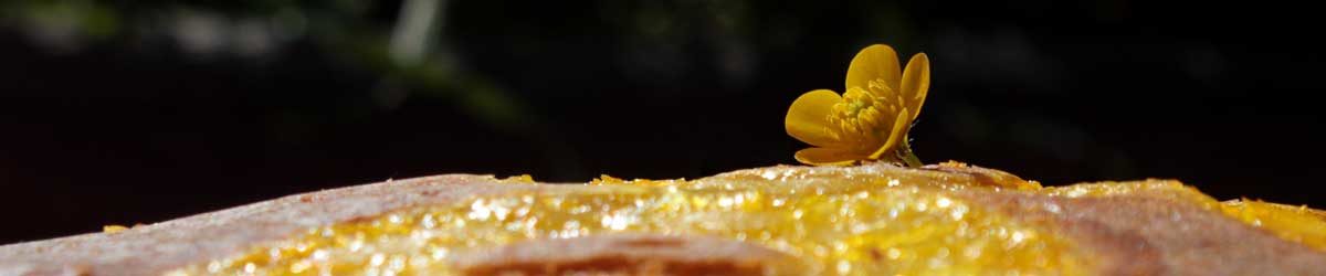 Una torta in compagnia