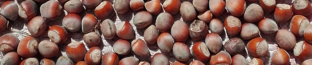 Due tregue e il magnifico sfagno