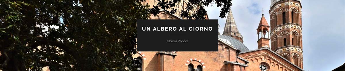 header un albero